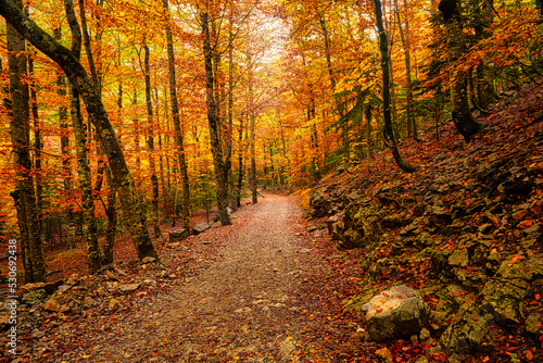 Path in a forest with autumn colorful trees