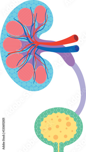 腎臓の断面イラスト