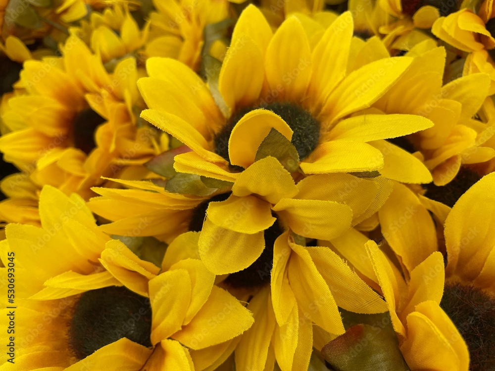 Fototapeta premium floral abstract background bright yellow daisy