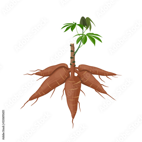 Vector illustration, cassava plant or Manihot esculenta, also known as manioc, isolated on a white background, as a banner, poster or national tapioca day template.