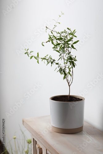 Pomegranate plant with green leaves in pot on wooden table near white wall