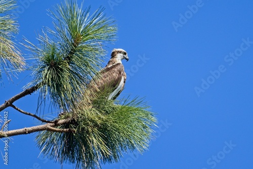 Osprey perched on a tree branch.