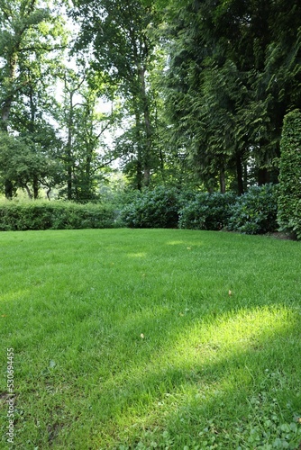 Beautiful lawn with green grass on sunny day