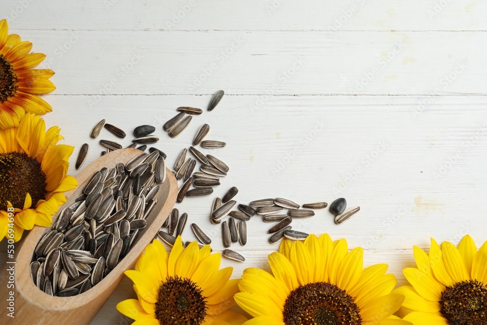 Fototapeta premium Raw sunflower seeds and flowers on white wooden table, flat lay. Space for text