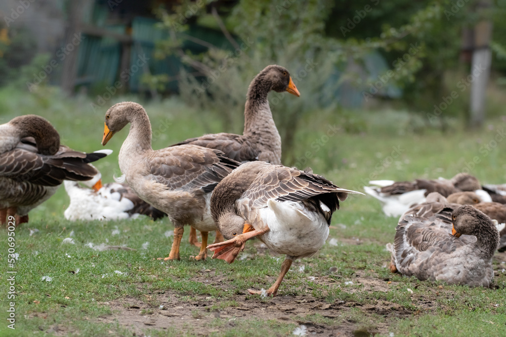 Domestic geese graze. Pets. Geese on the street. A flock of gray geese grazes on the green grass. Domestic geese graze. Pets. Geese on the street. A flock of gray geese grazes on the green grass.