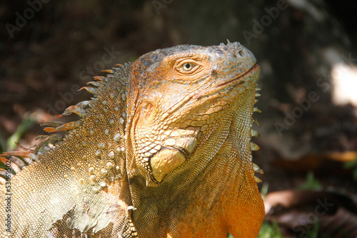 Tropical iguana Close up in the morning 