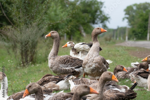Fototapeta Domestic geese graze