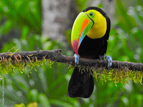 Toucan