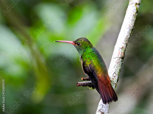 Rofous-tailled hummingbird