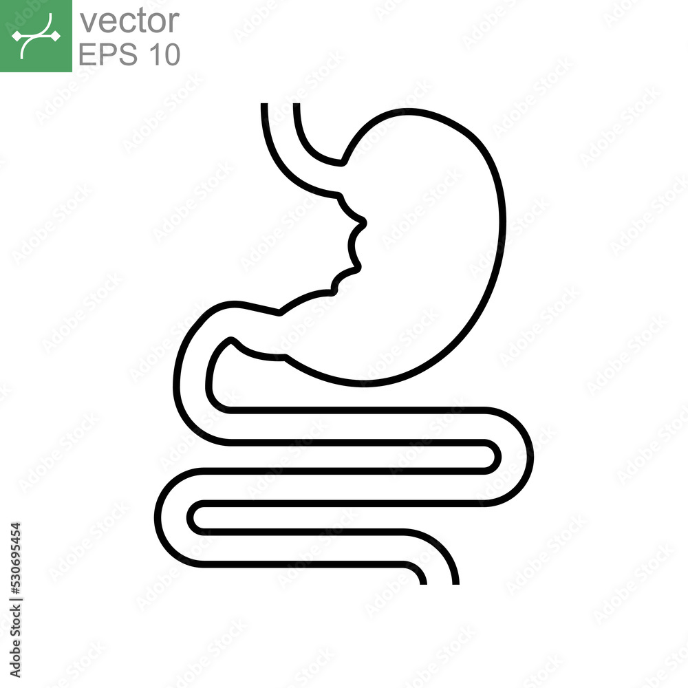 Digestive system, Human internal vital organ include intestine and stomach for food processing. Anatomy digestion. Thin line medical infographic Vector illustration Design on white background EPS10 Digestive system, Human internal vital organ include intestine and stomach for food processing. Anatomy digestion. Thin line medical infographic Vector illustration Design on white background EPS10