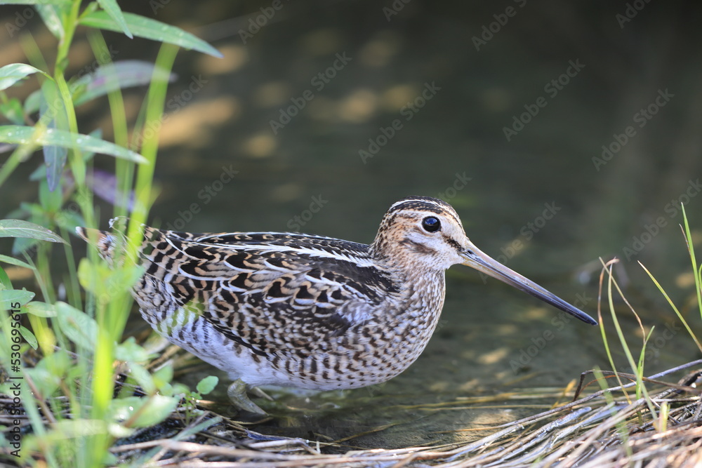 Pintail Snipe (Gallinago stenura) juvnile in Japan Pintail Snipe (Gallinago stenura) juvnile in Japan