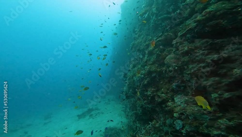 The video shows a huge wall of coral that rises from the bottom of the sea and extends to the very surface of the water. Here live their little inhabitants.