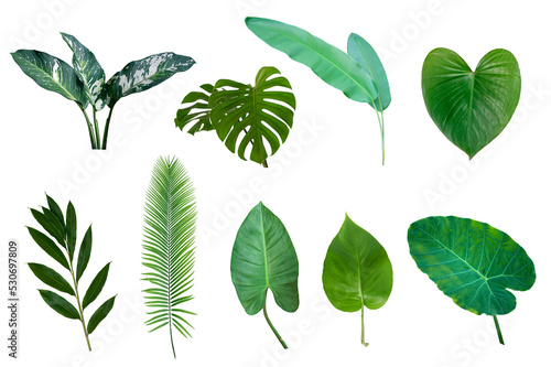 Set of Tropical green leaves isolated on white