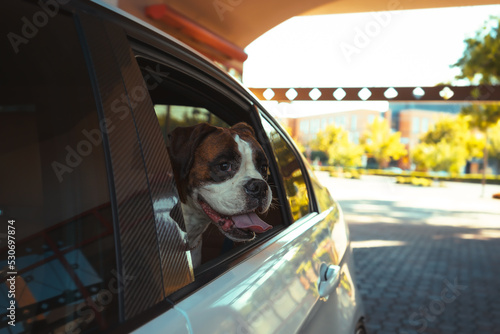 Boxer In her Favorit Car, Dog in Car