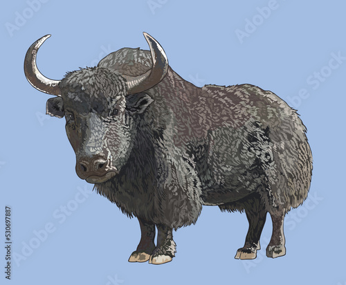 Drawing yak mountain cow, stronggers, rare art.illustration, vector
