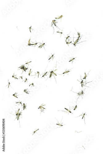 Dead mosquitoes on white background