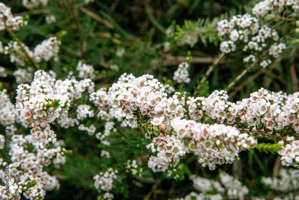 flowers in spring flowers in spring