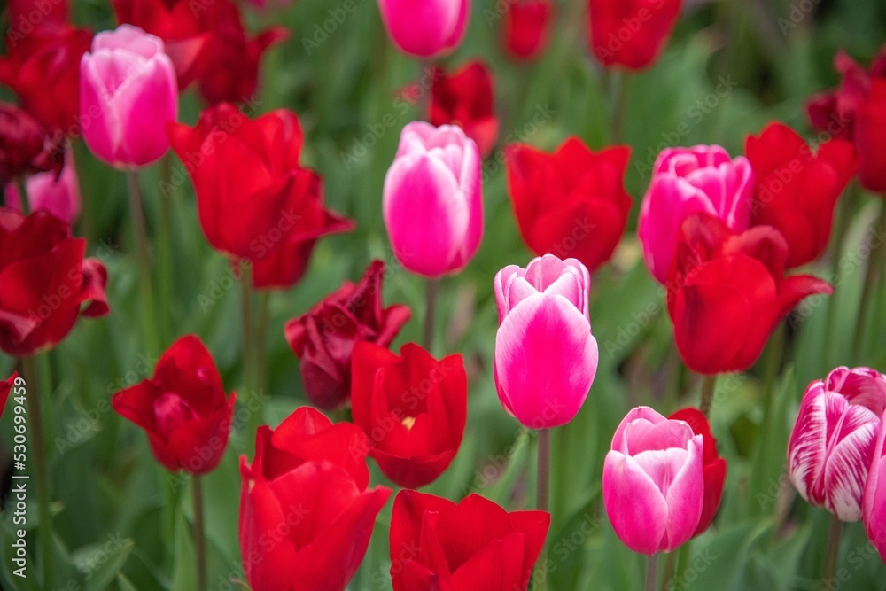 red tulips in the garden