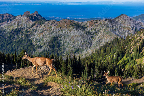 black tail deer meandering in Hurricane Ridge on a clear blue summer day.