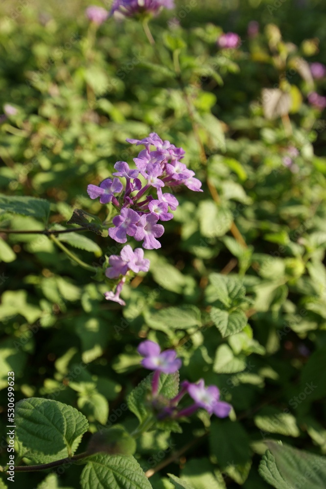 Flower Plant Petal Purple Terrestrial plant Groundcover Flower Plant Petal Purple Terrestrial plant Groundcover