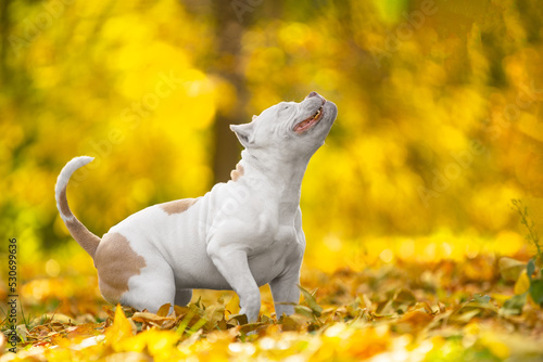 Active American bully puppy jumps in beautiful autumn park strewn with yellow foliage, side view. The camera caught a moment with a funny dog face during a walk. © Masarik