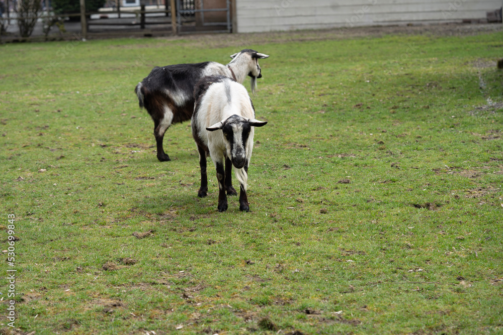 山羊　ヤギ　家畜　農場　牧場　のどかな　田舎　ふれあい　動物園