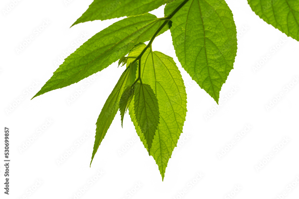 Small twigs of cherry or muntingia calabura plants with green leaves become transparent due to sunlight Small twigs of cherry or muntingia calabura plants with green leaves become transparent due to sunlight