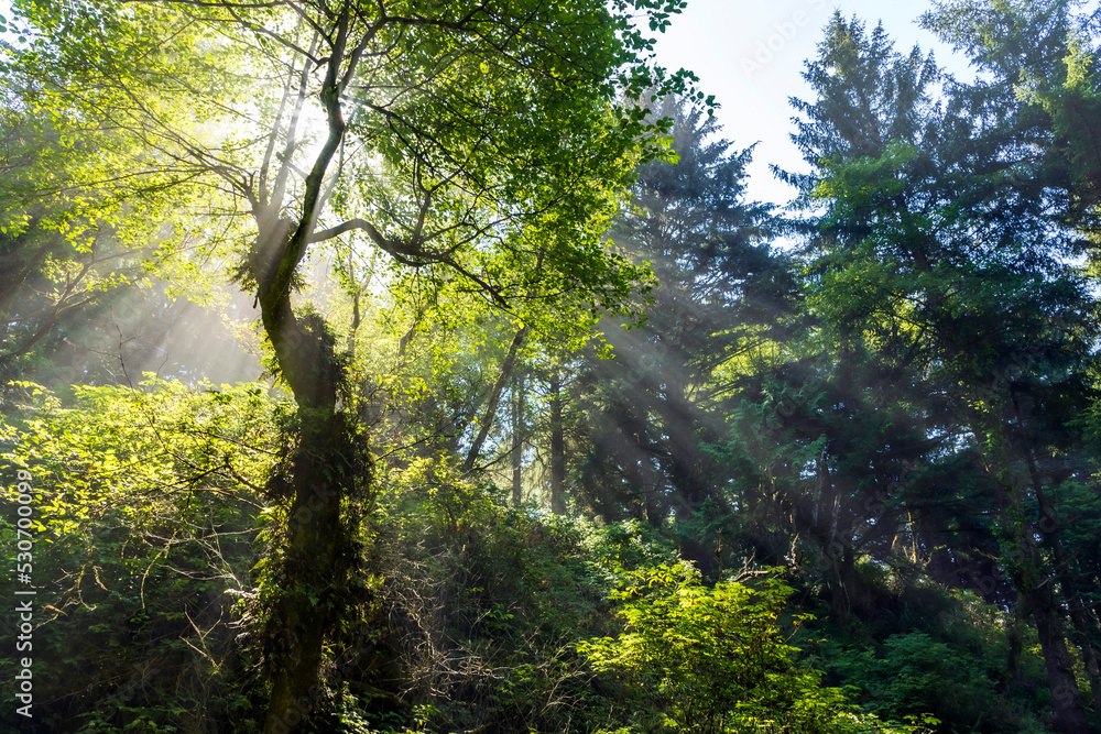 tree being illuminated by the afternoon sun creating a glow and sun rays on a forest in Olympic National Park in Washington State. tree being illuminated by the afternoon sun creating a glow and sun rays on a forest in Olympic National Park in Washington State.
