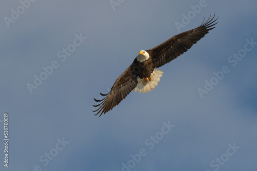 Bald Eagle Flying