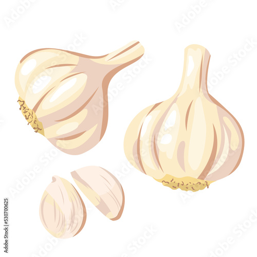 fresh garlic isolated on white