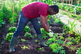 African american man supervising growth of tomatoes plants in garden