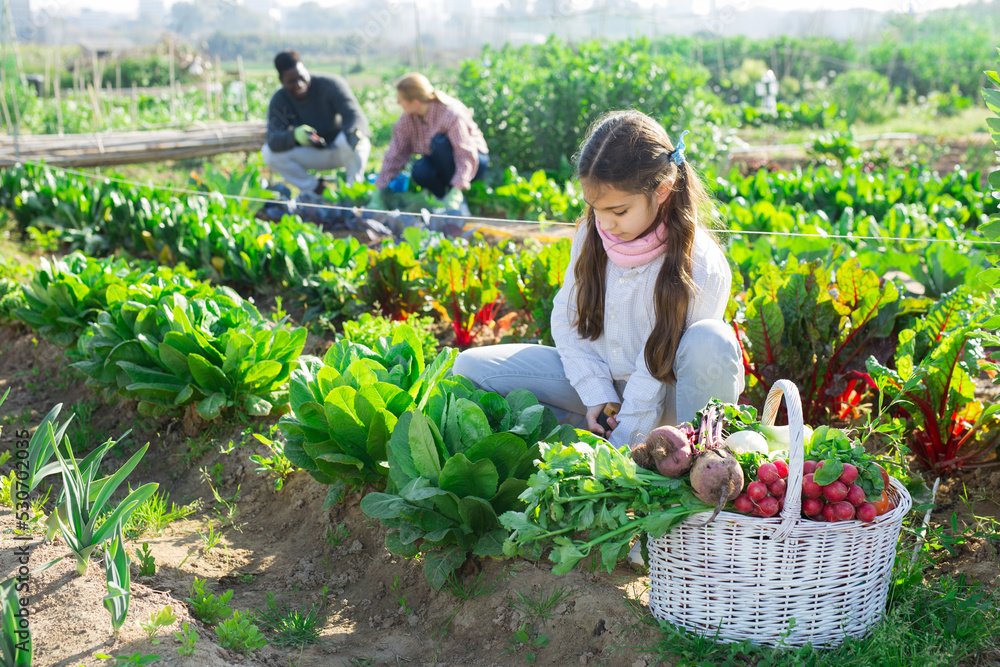 Fototapeta premium Teenage girl who helps her parents work in the vegetable garden, loosens the ground with a small shovel under a bush of ..growing spinach, sitting next to a basket of crops