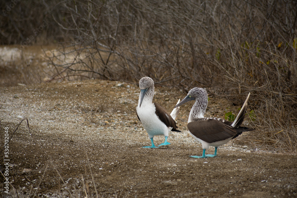 Couple of blue footed boobies birds during breeding period in Galapagos ...