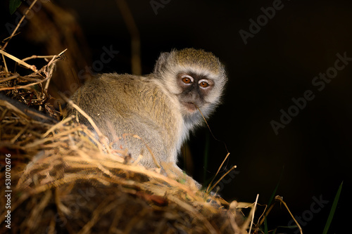 A vervet money resting in a tree