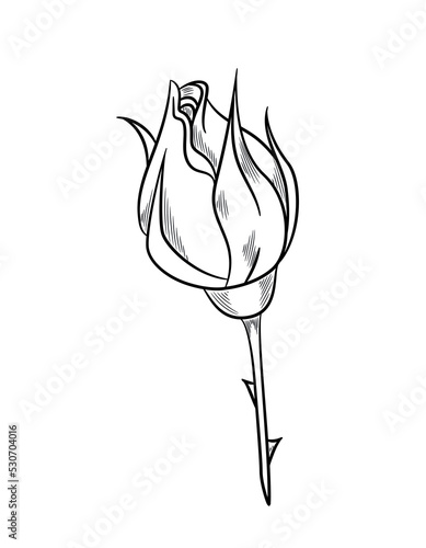Beautiful rose sketch. Blooming plant or unopened flower bud with leaves. Floristry and gardening. Design element for logotype or branding. Cartoon simple hand drawn doodle style vector illustration