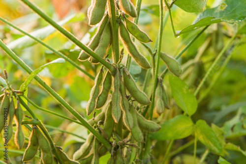 Fototapeta Naklejka Na Ścianę i Meble -  Soybean pods in Agricultural field background.  Soy bean plant in sunny field