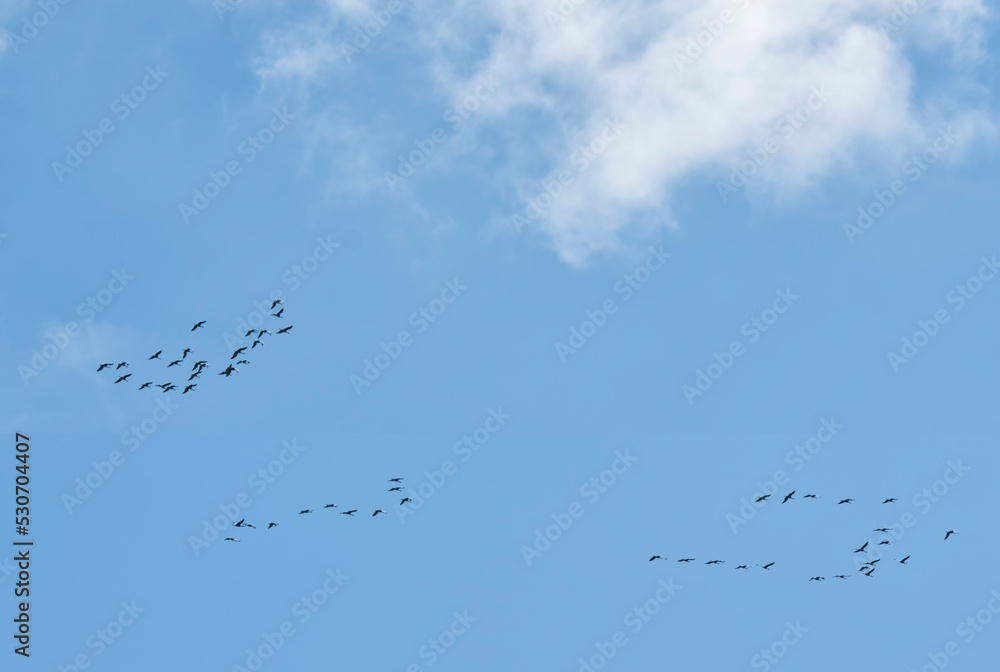 Sandhill crane migration in fall with blue sky