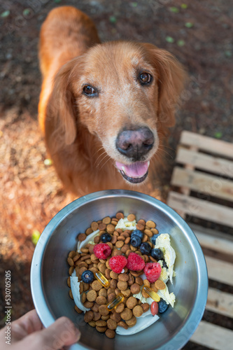 Take a bowl of dog food and hand it to Golden Retriever