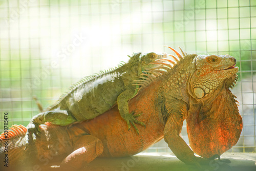 Little green iguana sitting on the back of an adult orange iguana on cage in the zoo.