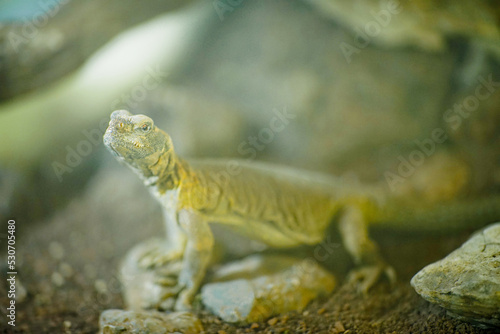 Picture of a dhab (Uromastyx aegyptia) in a glass cage with sand and rocks. photo