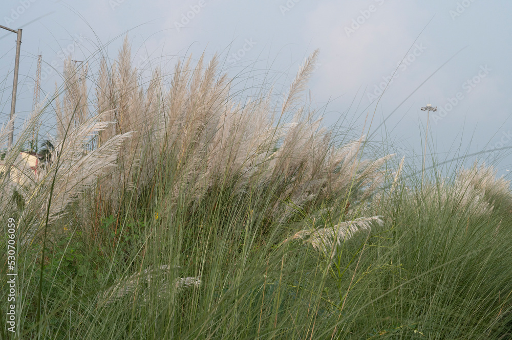 Obraz premium Kaash ful, Saccharum spontaneum is a seasonal flower which blooms in autumn, during Durga Puja festival.