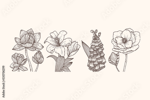 Vintage Engraved Flower Illustration