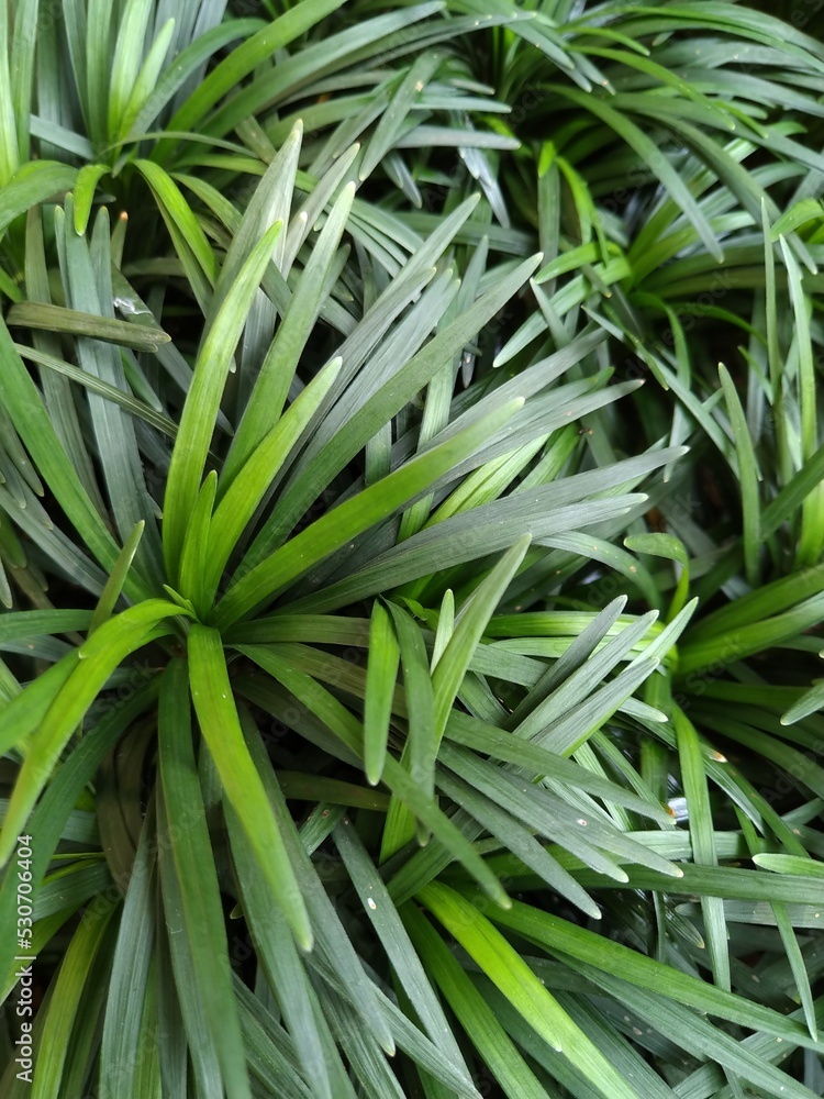 decorative plants decorative plants