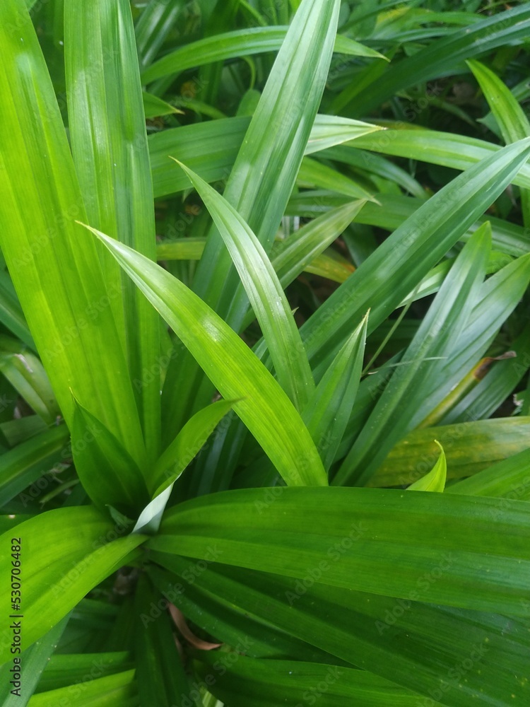 Pandan leaves. commonly used to make cakes to smell good and also as a green colorant for food. Pandan leaves. commonly used to make cakes to smell good and also as a green colorant for food.
