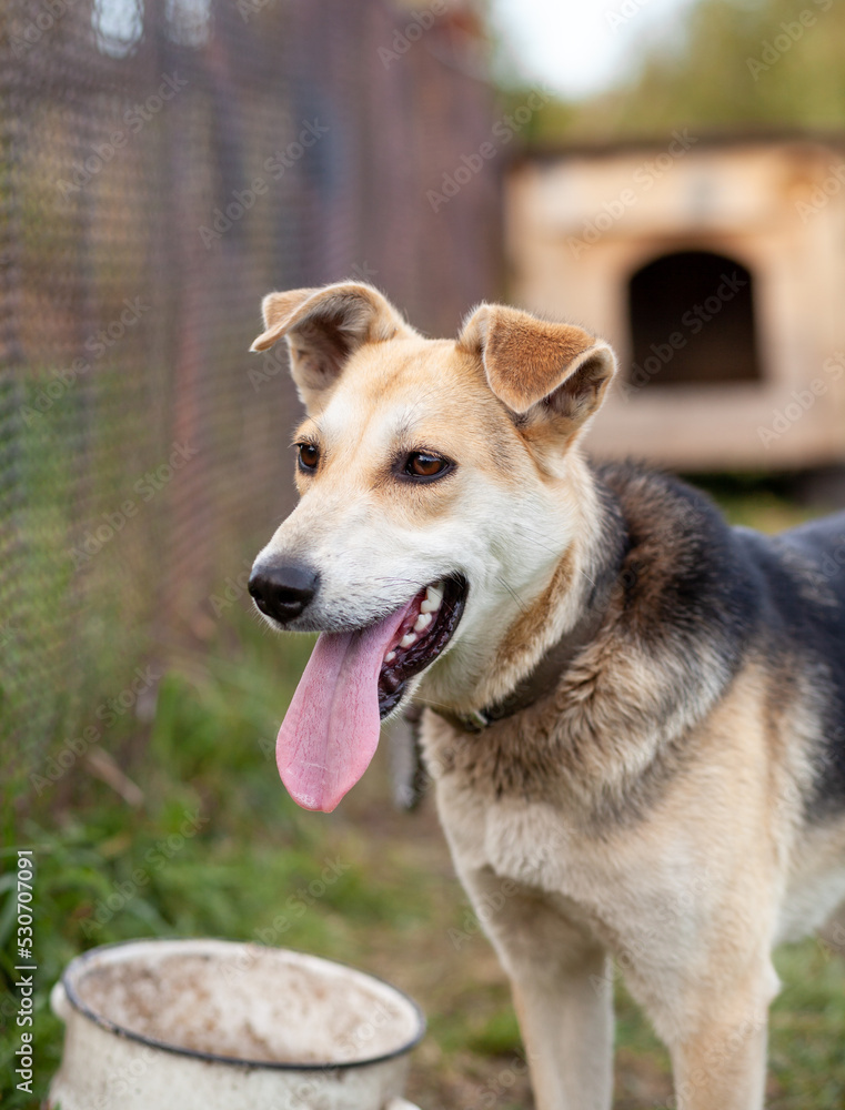 Fototapeta premium A cheerful big dog with a chain tongue sticking out. Portrait of a dog on a chain that guards the house close-up. A happy pet with its mouth open. Simple dog house in the background