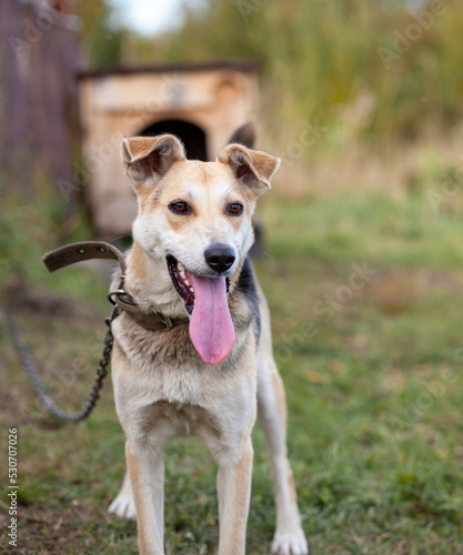 A cheerful big dog with a chain tongue sticking out. Portrait of a dog on a chain that guards the house close-up. A happy pet with its mouth open. Simple dog house in the background