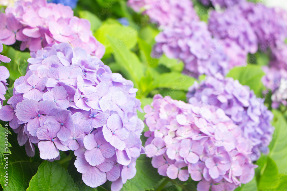 Purple hydrangea flowers in the garden in Spring in Kagoshima, Japan, Soft Focus Purple hydrangea flowers in the garden in Spring in Kagoshima, Japan, Soft Focus