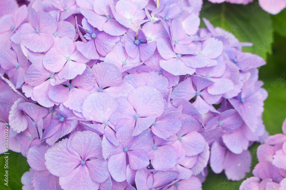 Obraz premium Purple hydrangea flowers in the garden, Kagoshima, Japan