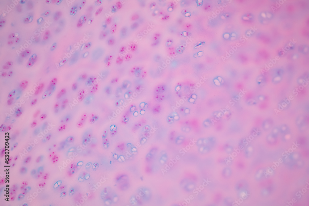Connective tissue human and Striated muscle human under the microscope in Lab. Connective tissue human and Striated muscle human under the microscope in Lab.