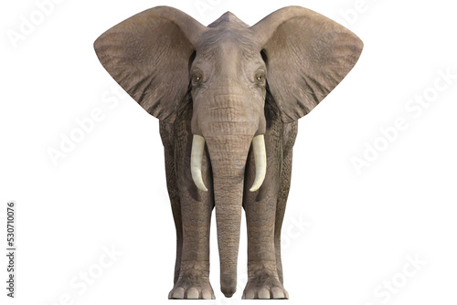 Photography elephant isolated on tranparent